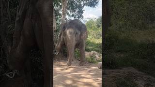 Have You Ever Seen Elephant Suffer Their Stomach  elephant keffamily kef chimean