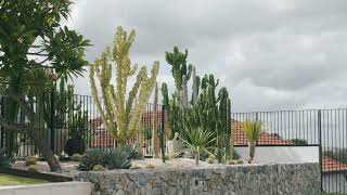 GARDEN MAINTENANCE - "Cactus House"