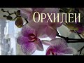 Влог💜 Орхидеи фаленопсис. Прошу советов по орхидеям)