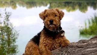 Welsh Terrier. Excellent dog by World animals 55,988 views 7 years ago 1 minute, 56 seconds