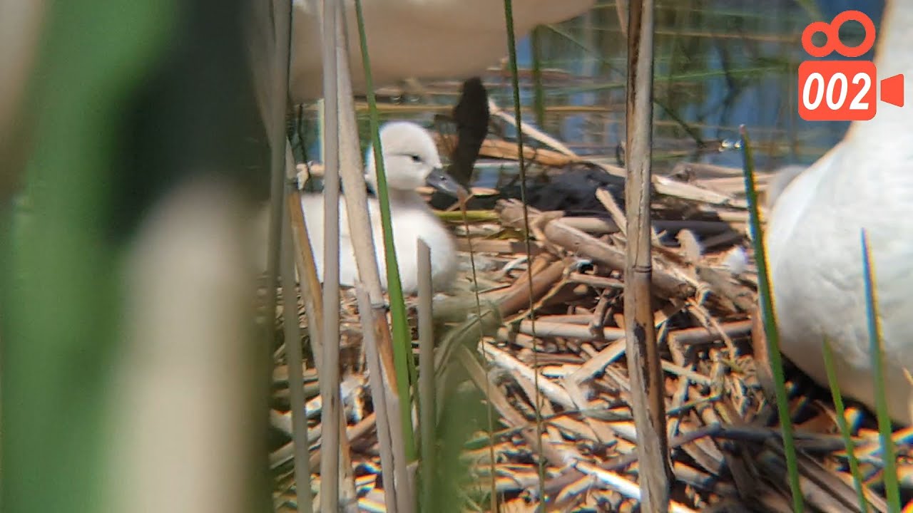 Baby Swans in the Nest - Hissing Swan Family video 002