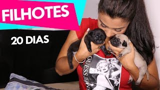 Pugs Filhotes 20 Dias!