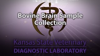 Bovine Brain Sample Collection