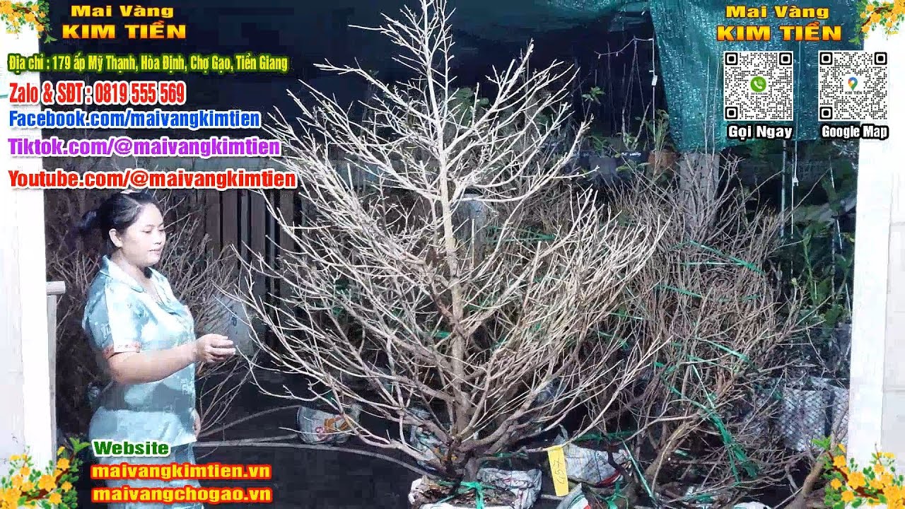Mai Vàng Nhiều Nụ Đón Tết Bao Ship Toàn Quốc - Mai Vàng Kim Tiền Chợ Gạo