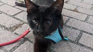 Beautiful Blind, Tripod Kitten Who Loves To Paint Is Searching For His Forever Home!