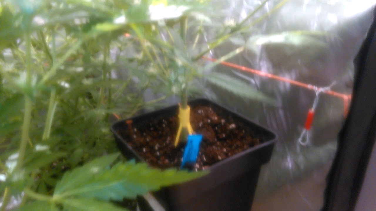 Cultivo interior vqtqv patrocinado por Thgrow.com testeo lec philips 315w y kaya solutions