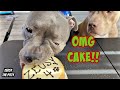 Pitbull Celebrates 4th Birthday With Cake And Presents!! Sweetest Dog On Youtube!!