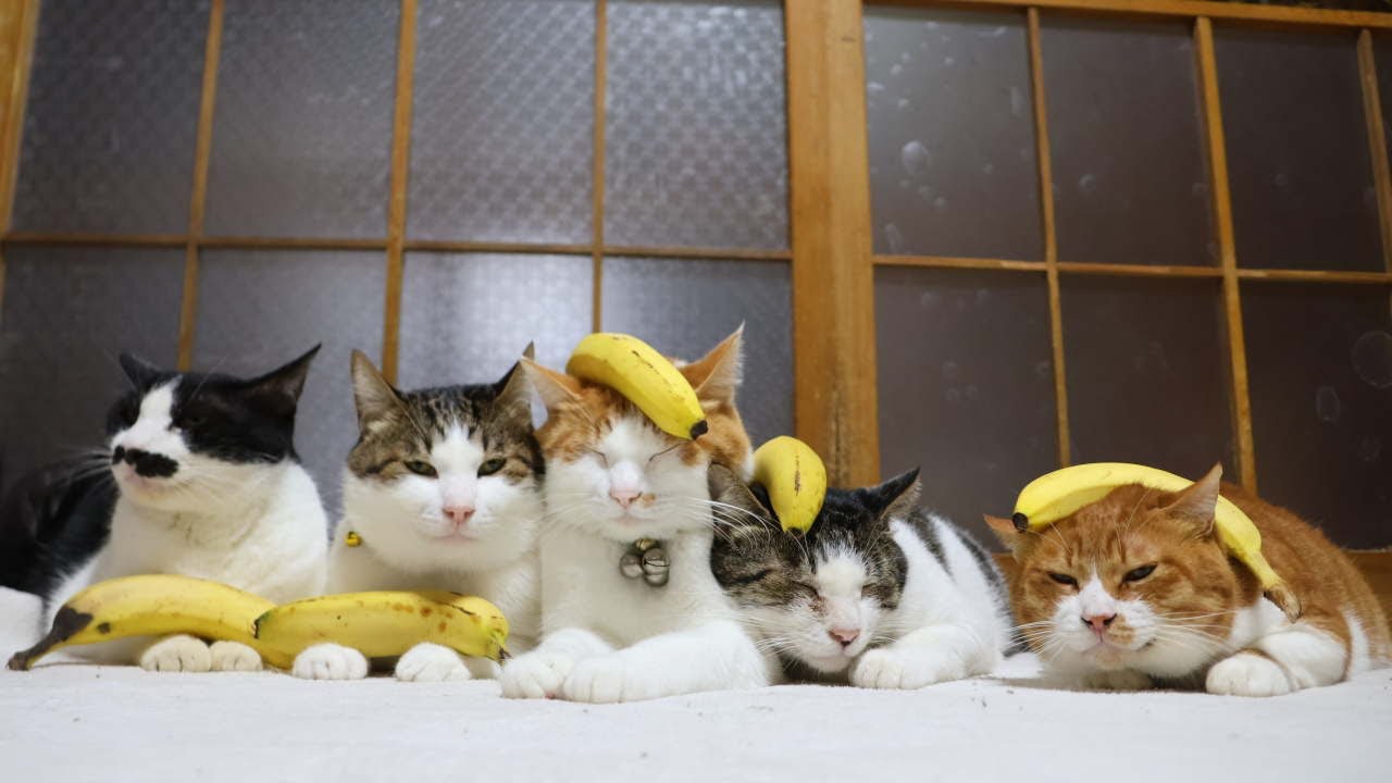 バナナ のせ猫 251222 - YouTube