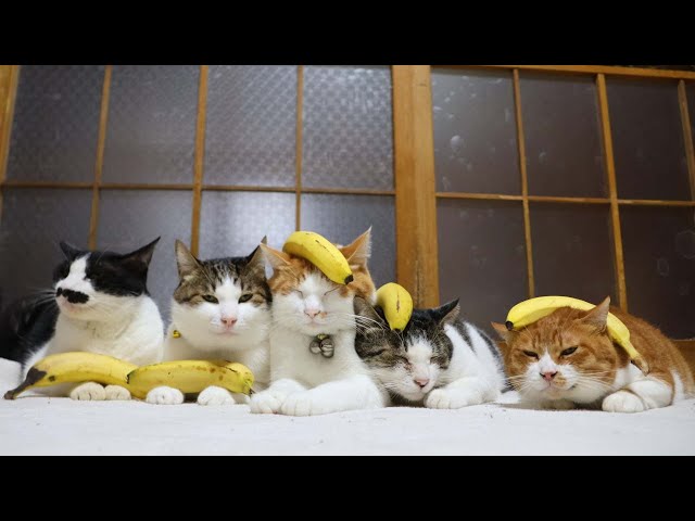 バナナ のせ猫 251222 - YouTube