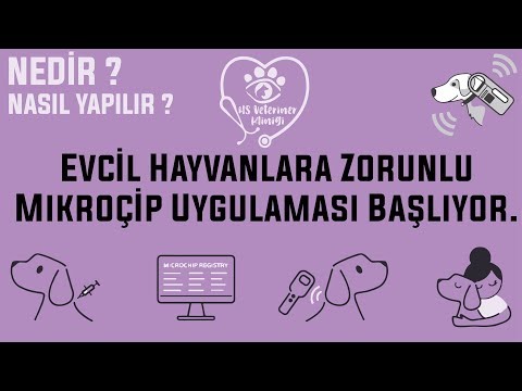 Video: En İyi Beş Bütünsel Evcil Hayvan Sağlığı Stratejisi - Günlük Veteriner