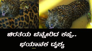 ಚಿರತೆಯ ಬೆನ್ನೇರಿದ ಕಪ್ಪೆರಾಯ.. ಚಿತಾ ವಿತ್ ಮಂಡೂಕ |chitah v/s Frog|