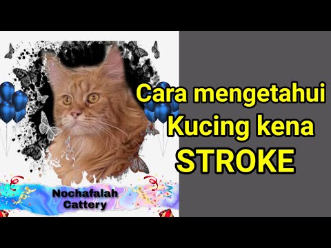 Cara mengetahui kucing kena stroke