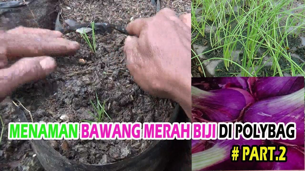 TUTORIAL TANI Menanam Bawang Merah Biji Di Polybag Persiapan Media dan