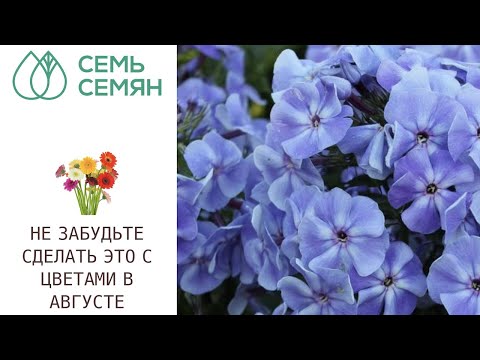 ЦВЕТЫ В АВГУСТЕ!