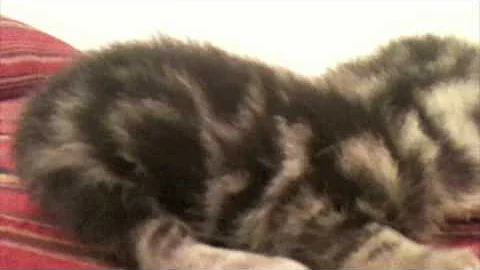 Video 744671: british shorthair silver tabby, british shorthair black silver