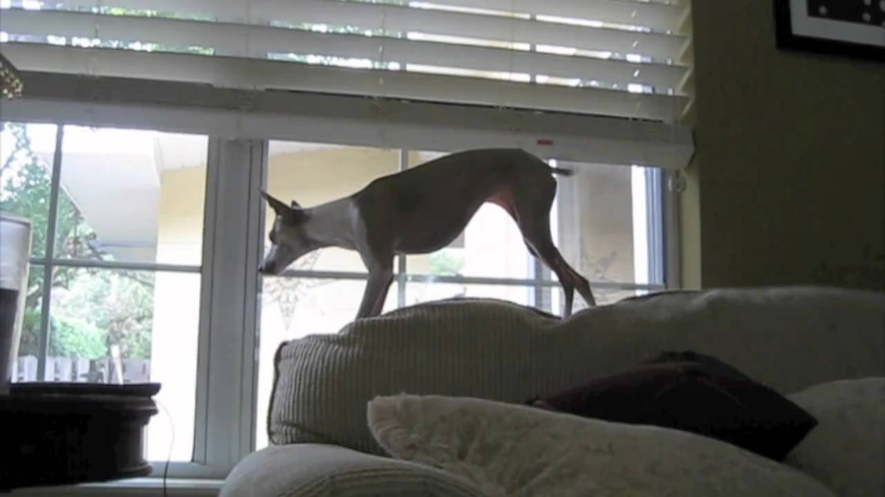 Resultado de imagen para italian greyhound squirrel