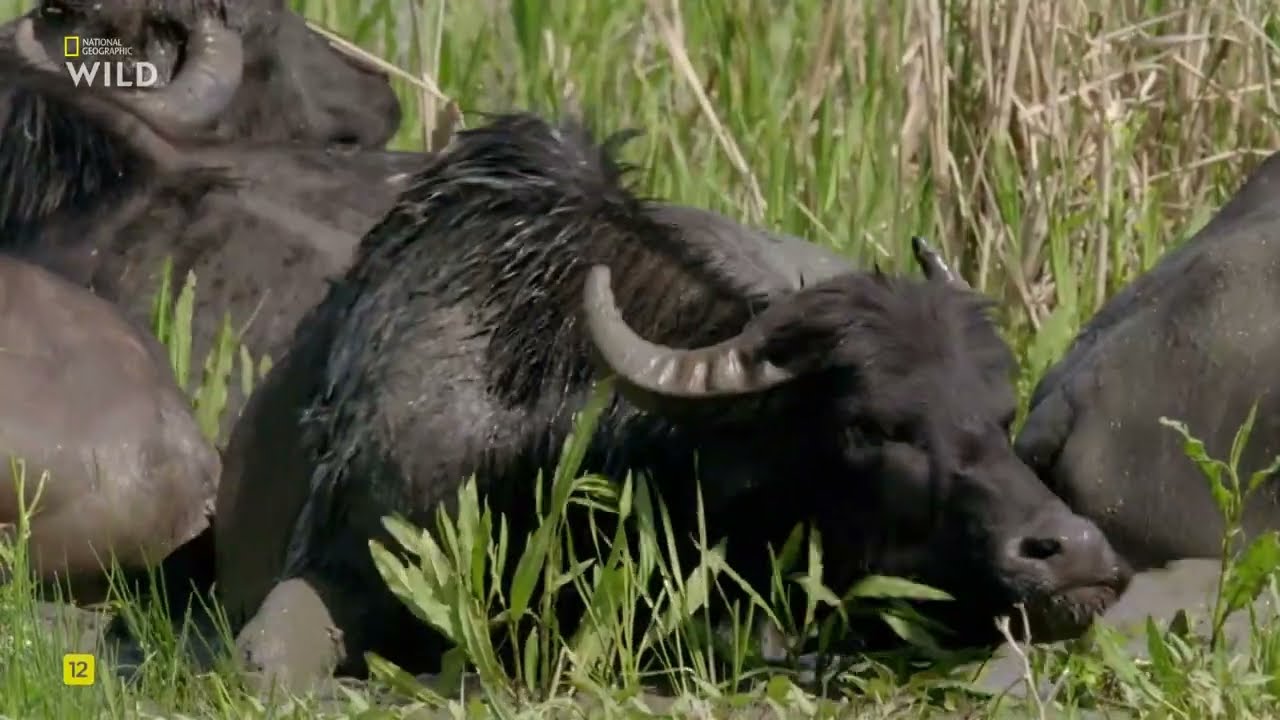 Новая дикая природа Европы, 4 часть.Европейская Амазонка.National Geographic Wild HD онлайн.