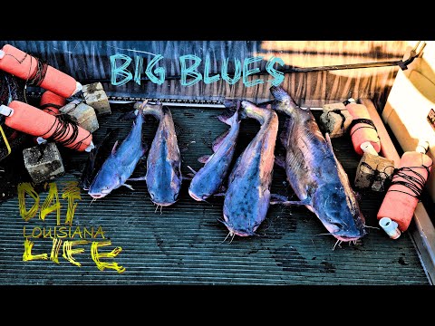 FAT CATS on the Jug lines! (Catch and Cook)