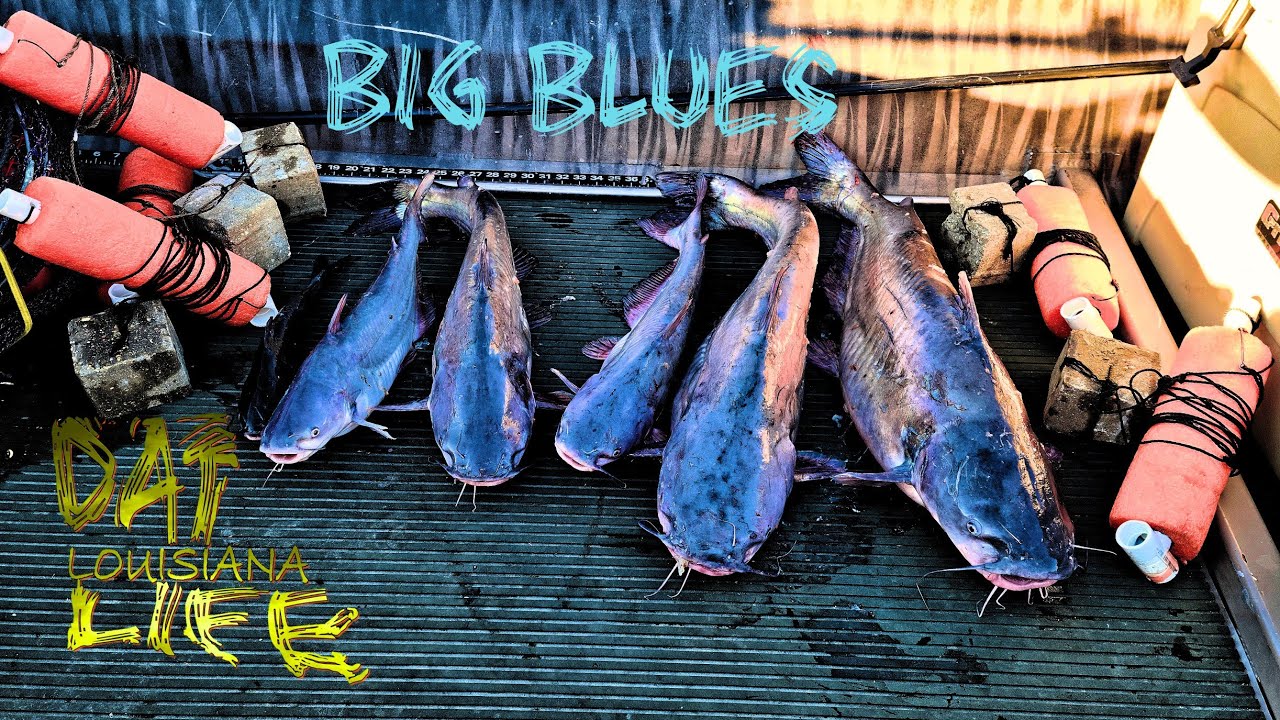 FAT CATS on the Jug lines! (Catch and Cook)