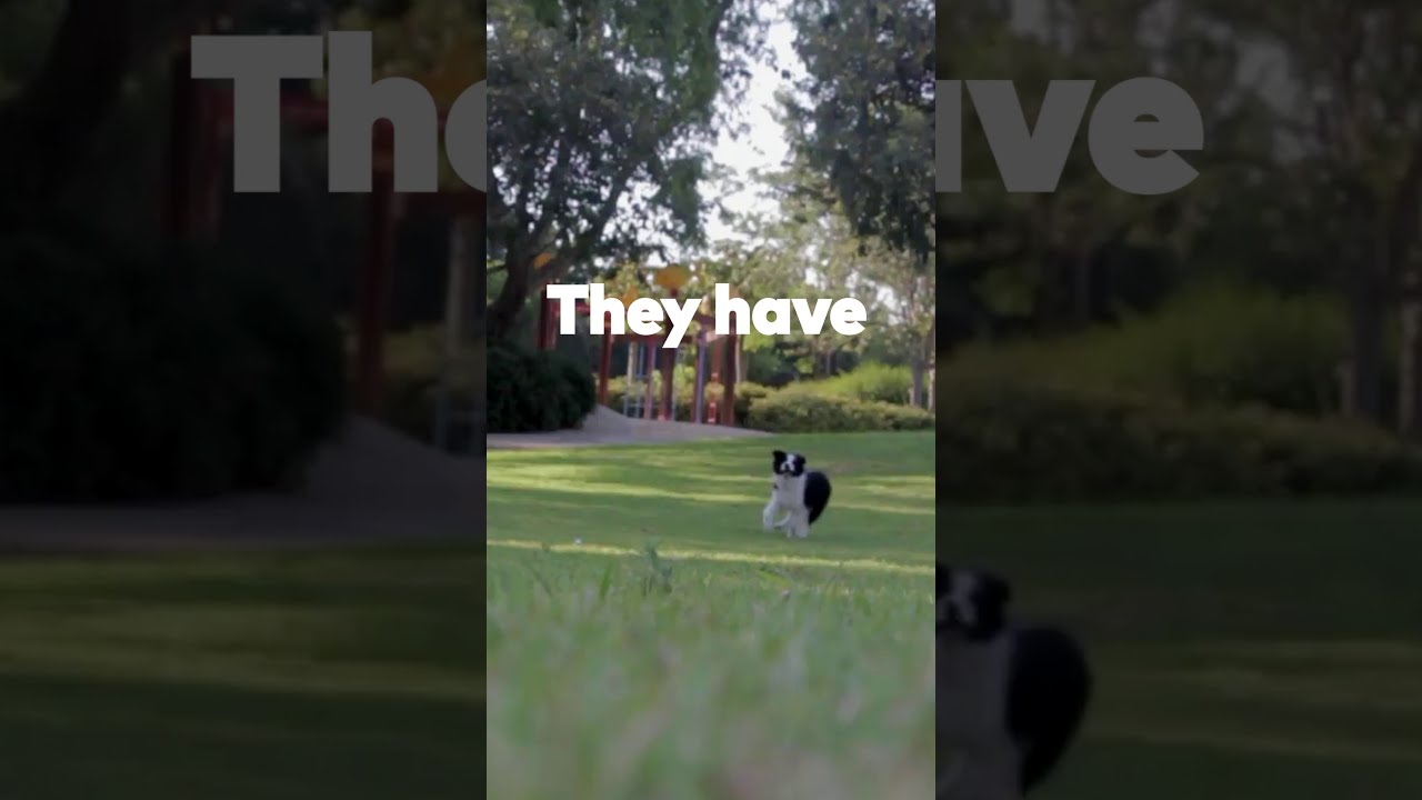 Get Your Pet s Nextmune Allergy Test At Kelly s Animal Hospital YouTube Get your pet s nextmune allergy test at kelly s animal hospital youtube