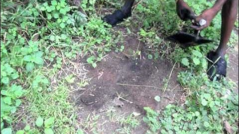 Harvesting soil microbes for inoculation with Biochar compost