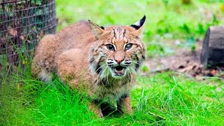 Thor the rehab bobcat makes great progress