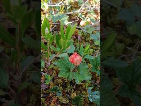 Морошка#short
