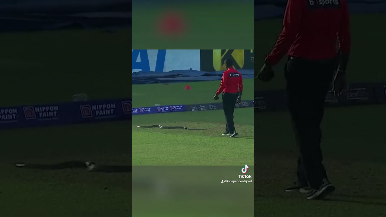 Snake slithers onto cricket pitch and interrupts play in Sri Lanka 