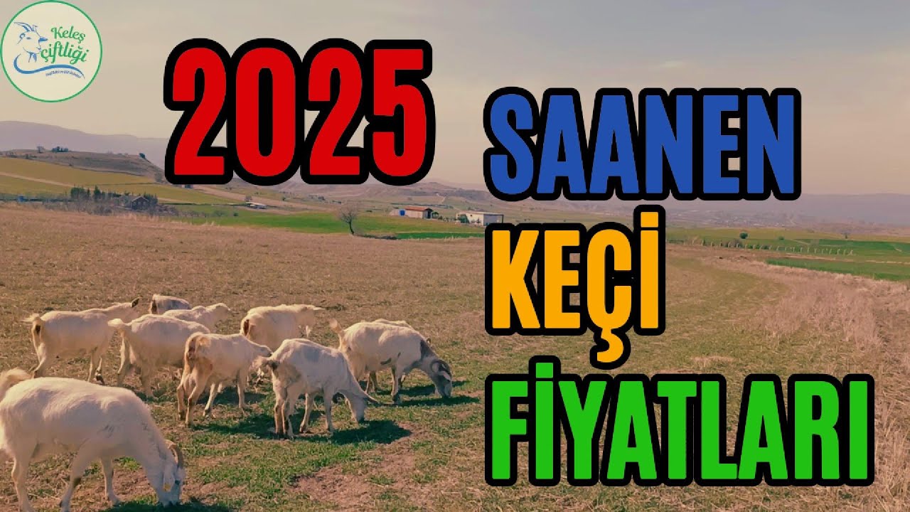 SAANEN KEÇİLERİN GÜNCEL FİYATLARI - KEÇİ FİYATI NASIL BELİRLENİR UCUZ KEÇİ OLUR MU?