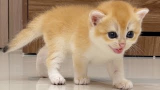 Teddy kittens search for their mother everywhere and the ending is unexpected. by KITTENS CUTE 2,773 views 9 months ago 3 minutes, 21 seconds