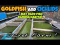 One of the rarest cichlids found in this farm  plus thousands of goldfish and danios around