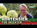 Sind Hortensien insektenfreundlich? Darauf müsst ihr achten | Horst sein Schrebergarten