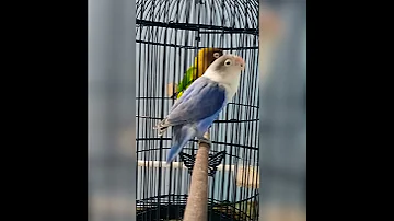 تغريد الفيشر رووووعة Love Bird Siening 