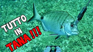 Pescasub: TUTTO IN TANA !!! Spearfishing