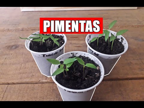 Vídeo: Como cultivar mudas de pimenta fortes e saudáveis?