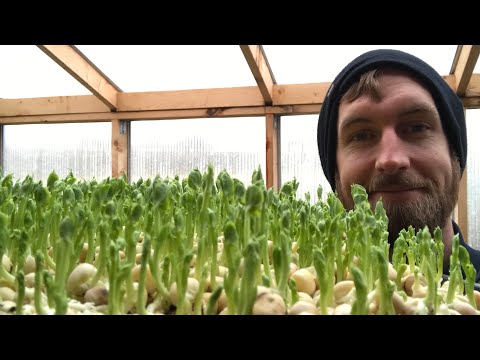 Video: Hvad er en Ophelia Aubergine – Lær om Aubergine 'Ophelia' plantepleje