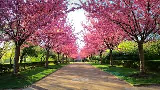 Kirschblüten im Rombergpark