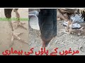     مرغوں کے پاوں کی بیماری اصیل مرغے کے پاوں خراب ہو گئے  