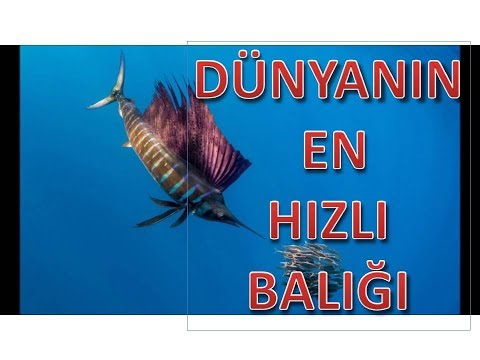 DÜNYANIN EN HIZLI  BALIĞI ( ........ bağlığı ) DÜNYANIN ENLERİ