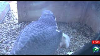 Harrisburg peregrines busy. feeding 5 chicks 30 april 2024