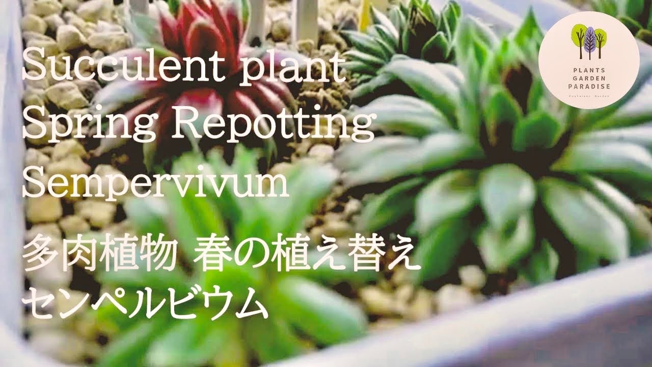 多肉植物 春の植え替え 色々な種類のセンペルビウム Succlent Plant Vlog Youtube