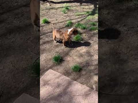 Outside HH Crew Rhett Harley Zane camera iphone 8 plus apk