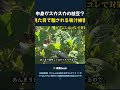 中身がスカスカの枝豆? 見た目で騙される吸汁被害