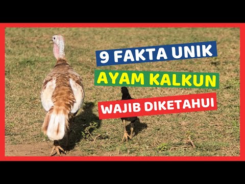 Video: Perbedaan Antara Kalkun Dan Ayam