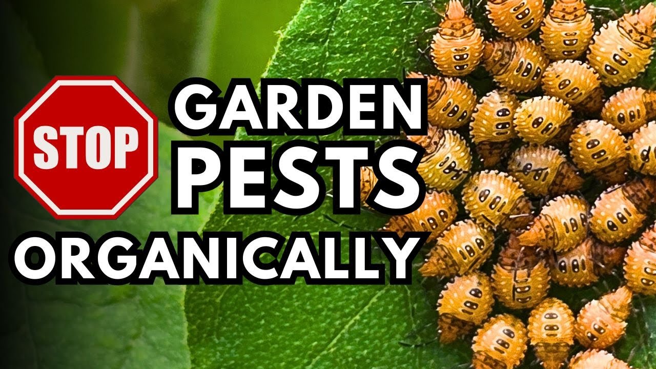 Organic Pest Control Methods: Effective Solutions for a Healthy Garden