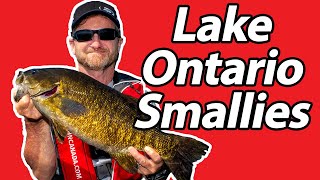 Nearly 26lbs of Lake Ontario Smallmouth Bass while using a Flogger