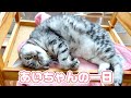 アメリカンショートヘアのあいちゃんの一日ルーティン