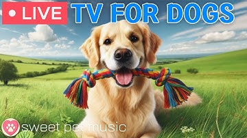 🔴24 Hours of Dog TV🎵🐶Calming Music for Dogs with Anxiety🐾🩷Dog Stress Relief & Deep Relaxation Music