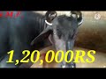 For Sale:- Murrah Buffalo 🎉 Milk Capacity 13-18kg 🎉 At Hansi,Hissar🎉🎉