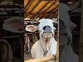 গরু guru cow goru amba hamba cow videos gorur video guru guru goro guru tiktok গরুর ভিডিও golu#viral